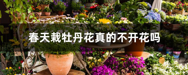 春天栽牡丹花真的不开花吗 春天栽牡丹花真的不开花吗