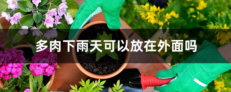 多肉下雨天可以放在外面吗 多肉下雨天可以放在外面吗