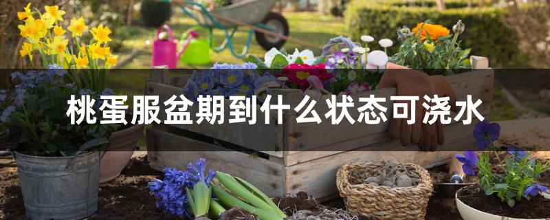 桃蛋服盆期到什么状态可浇水 桃蛋服盆期到什么状态可浇水
