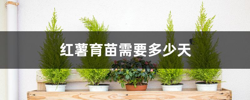 红薯育苗需要多少天 红薯育苗需要多少天