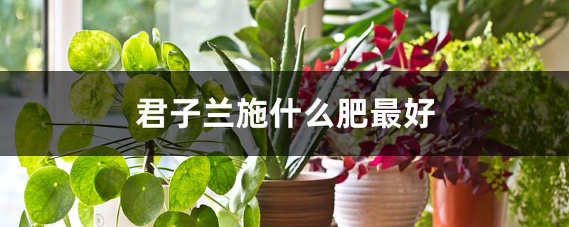 君子兰施什么肥最好 君子兰施什么肥最好