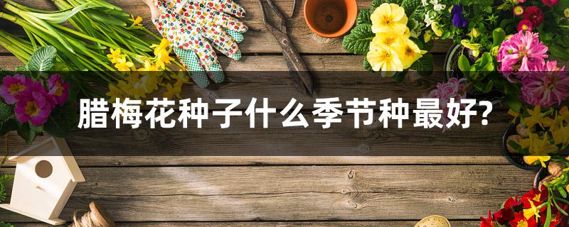 腊梅花种子什么季节种最好? 腊梅花种子什么季节种最好?
