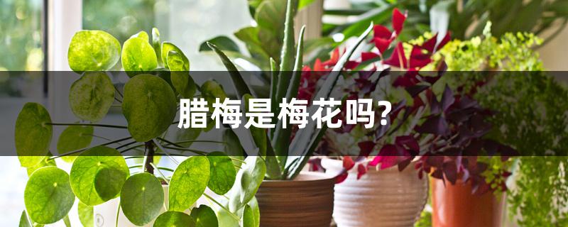 腊梅是梅花吗? 腊梅是梅花吗?