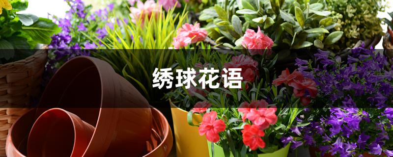 绣球花语 绣球花语