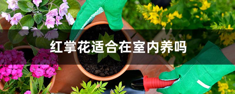 红掌花适合在室内养吗 红掌花适合在室内养吗