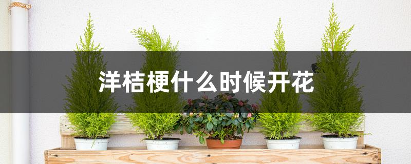 洋桔梗什么时候开花 洋桔梗什么时候开花