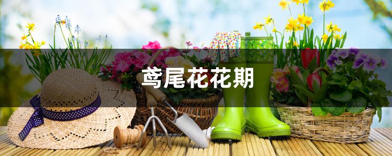 鸢尾花花期 鸢尾花花期