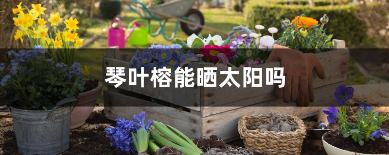 琴叶榕能晒太阳吗 琴叶榕能晒太阳吗