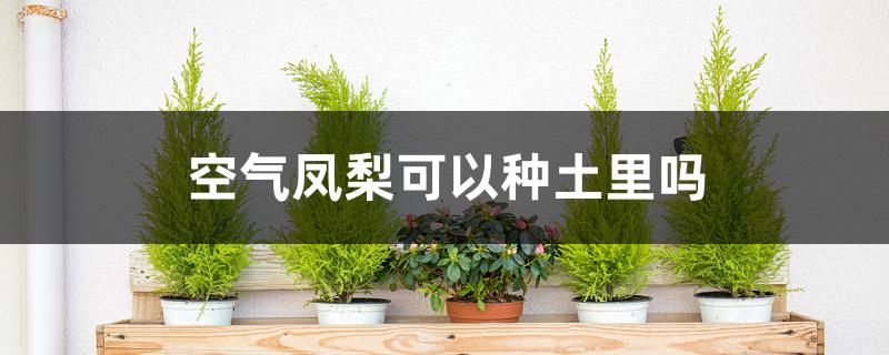 空气凤梨可以种土里吗 空气凤梨可以种土里吗