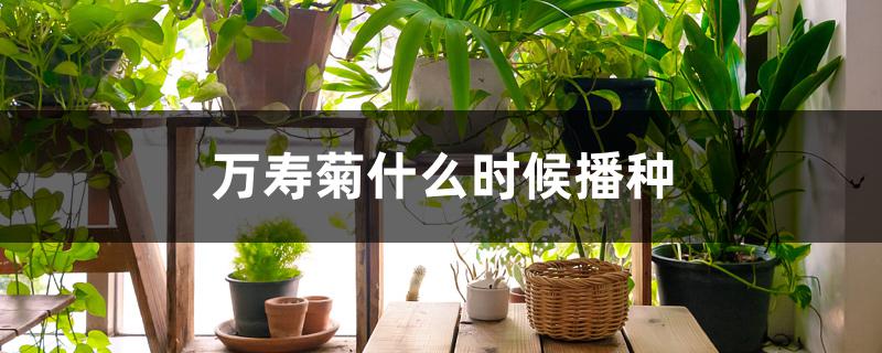 万寿菊什么时候播种 万寿菊什么时候播种