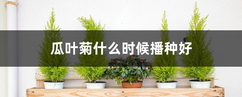 瓜叶菊什么时候播种好 瓜叶菊什么时候播种好