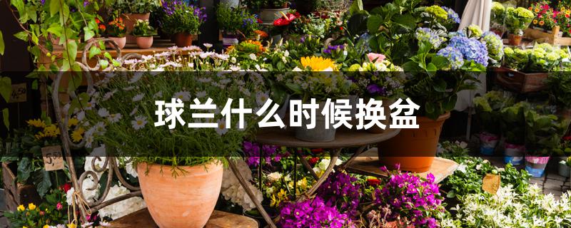 球兰什么时候换盆 球兰什么时候换盆