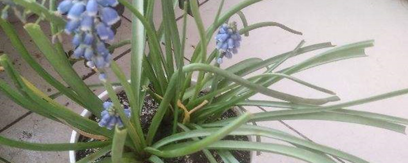 葡萄风信子的花语和寓意 葡萄风信子的花语和寓意