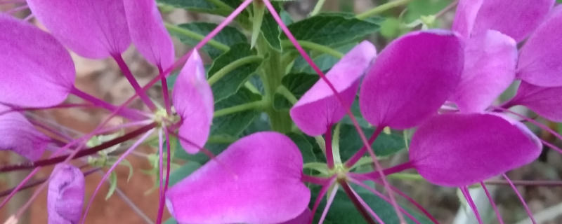 醉蝶花和蜘蛛花的区别