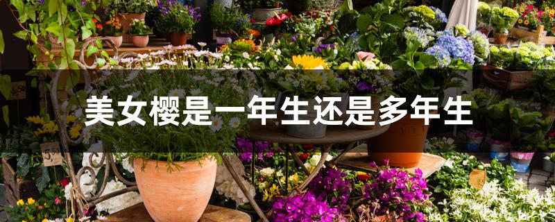 美女樱是一年生还是多年生 美女樱是一年生还是多年生