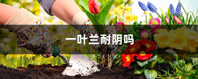 一叶兰耐阴吗 一叶兰耐阴吗