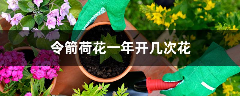 令箭荷花一年开几次花 令箭荷花一年开几次花