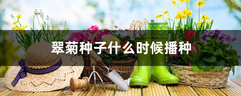 翠菊种子什么时候播种 翠菊种子什么时候播种