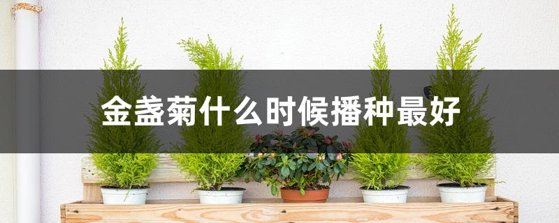 金盏菊什么时候播种最好 金盏菊什么时候播种最好