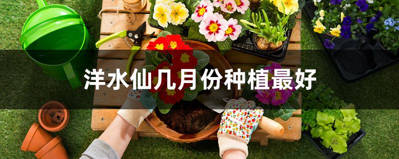 洋水仙几月份种植最好 洋水仙几月份种植最好