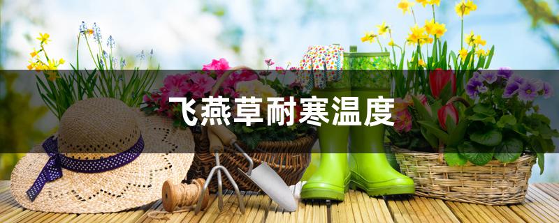 飞燕草耐寒温度 飞燕草耐寒温度