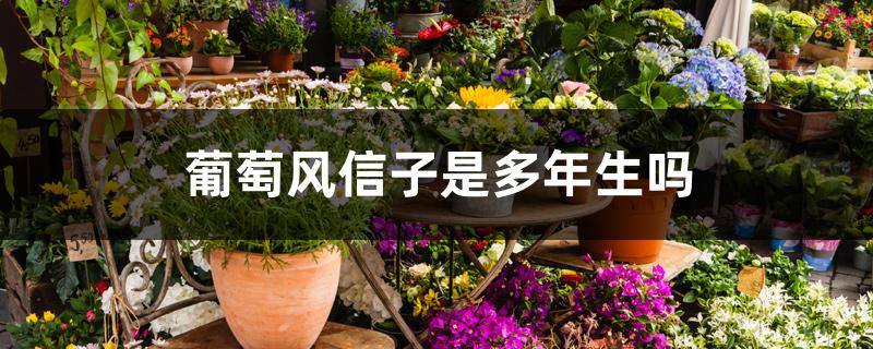 葡萄风信子是多年生吗 葡萄风信子是多年生吗