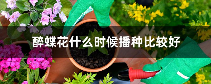 醉蝶花什么时候播种比较好 醉蝶花什么时候播种比较好
