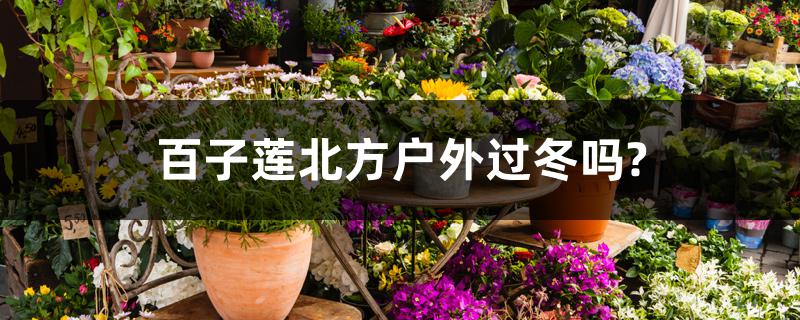 百子莲北方户外过冬吗? 百子莲北方户外过冬吗?