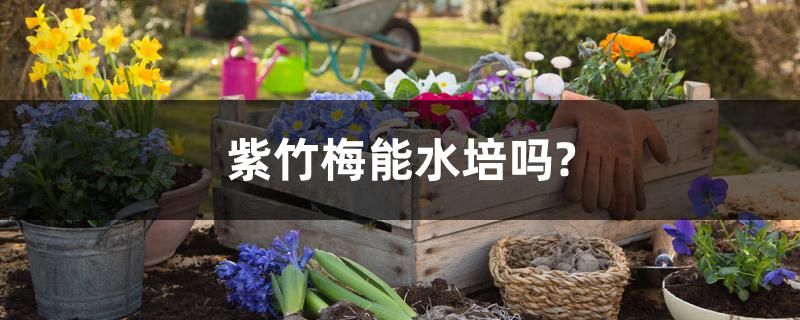 紫竹梅能水培吗? 紫竹梅能水培吗?