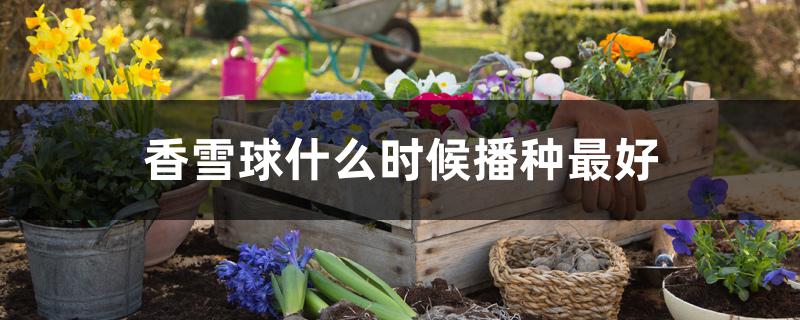香雪球什么时候播种最好 香雪球什么时候播种最好
