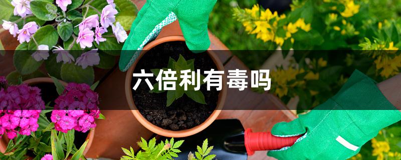 六倍利有毒吗 六倍利有毒吗