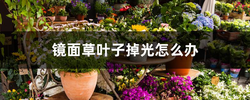 镜面草叶子掉光怎么办 镜面草叶子掉光怎么办