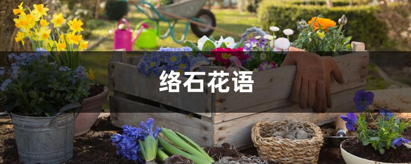 络石花语 络石花语