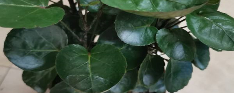 福禄桐花怎么养 福禄桐花怎么养
