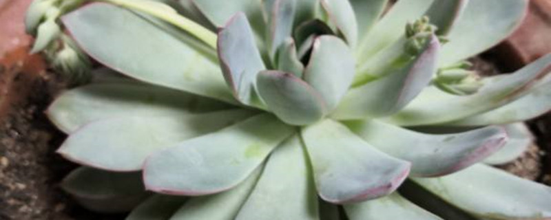 花月夜的养殖方法和注意事项 花月夜的养殖方法和注意事项