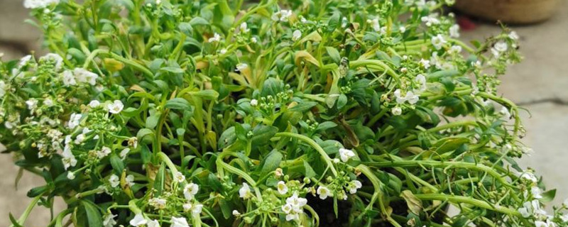 香雪球种植方法 香雪球种植方法