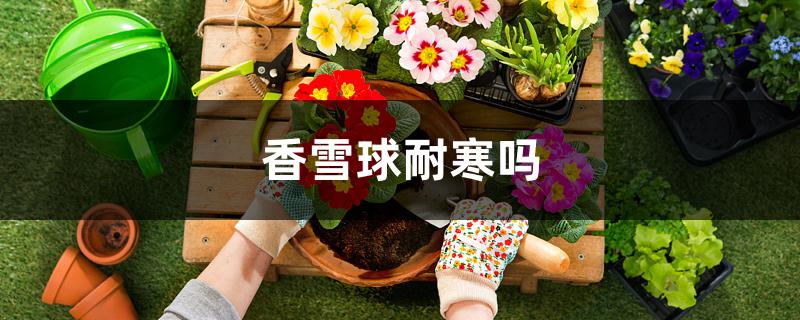 香雪球耐寒吗 香雪球耐寒吗