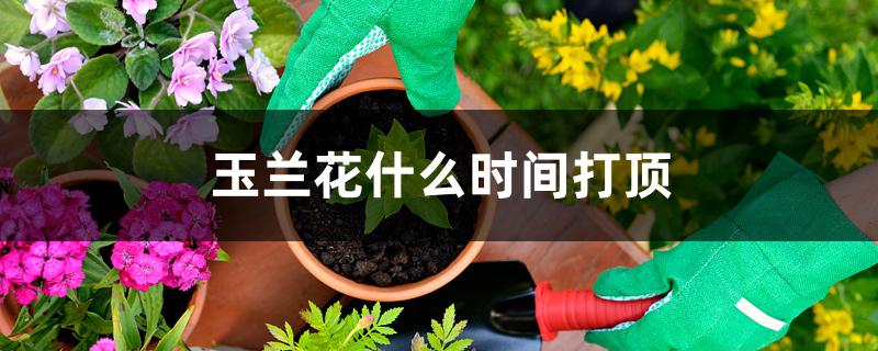 玉兰花什么时间打顶 玉兰花什么时间打顶