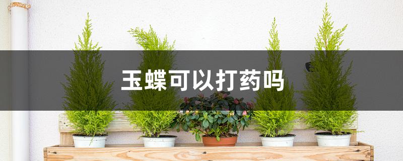 玉蝶可以打药吗 玉蝶可以打药吗