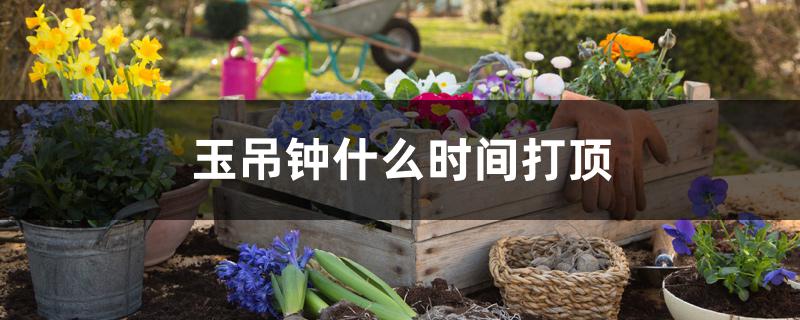 玉吊钟什么时间打顶 玉吊钟什么时间打顶