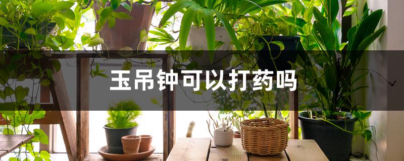 玉吊钟可以打药吗 玉吊钟可以打药吗