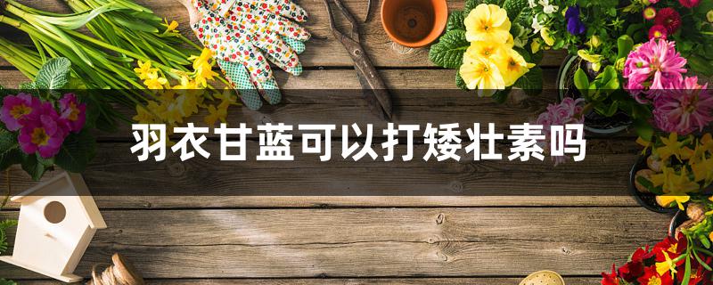 羽衣甘蓝可以打矮壮素吗 羽衣甘蓝可以打矮壮素吗