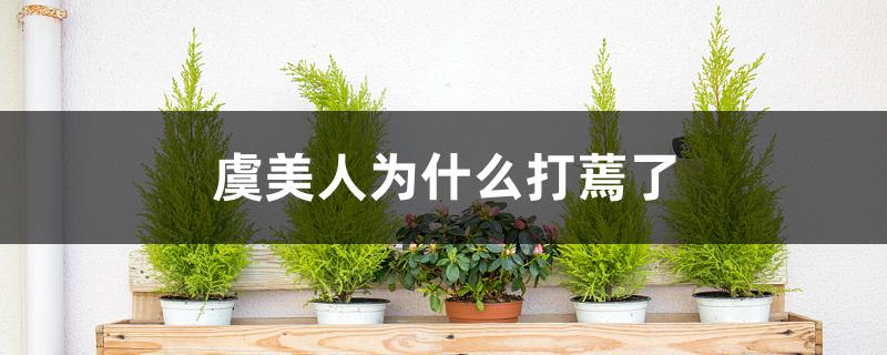 虞美人为什么打蔫了 虞美人为什么打蔫了