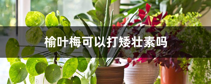 榆叶梅可以打矮壮素吗 榆叶梅可以打矮壮素吗