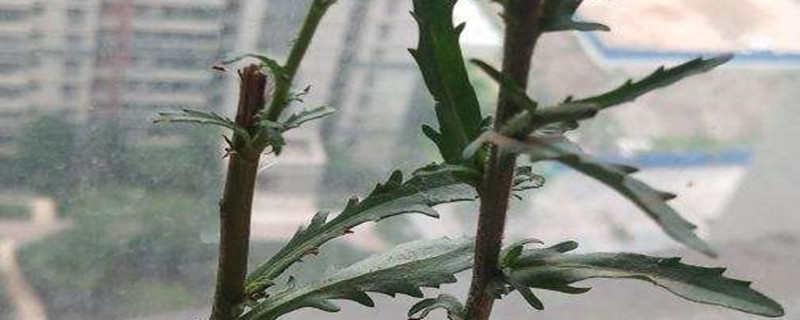 白晶菊种植方法