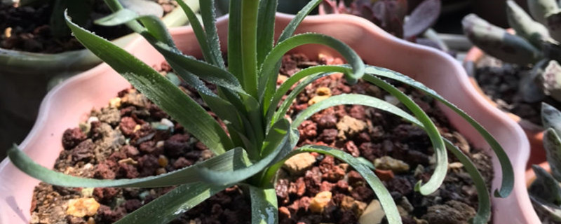 弹簧草休眠期怎么处理 弹簧草休眠期怎么处理