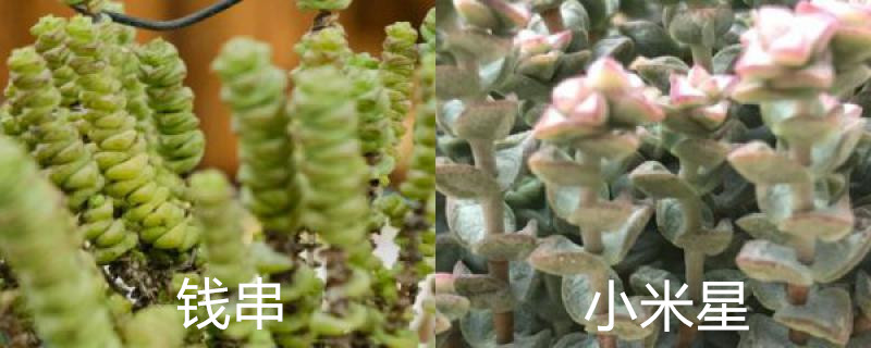 钱串和小米星有什么区别 钱串和小米星有什么区别
