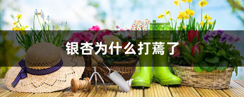 银杏为什么打蔫了
