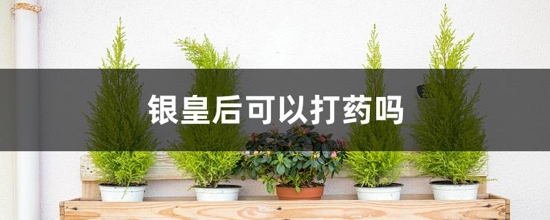 银皇后可以打药吗 银皇后可以打药吗
