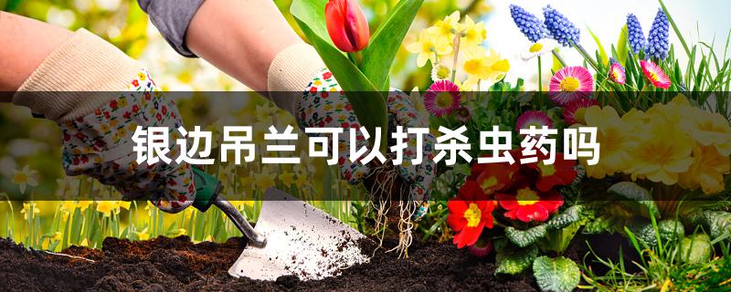 银边吊兰可以打杀虫药吗 银边吊兰可以打杀虫药吗